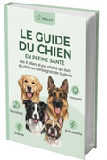 Guide du Chien en Pleine Santé